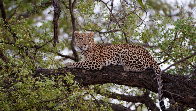 Abu Camp - Leopard